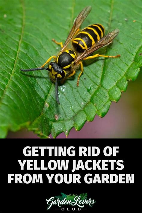 Getting Rid Of Yellow Jackets From Your Garden Garden Lovers Club