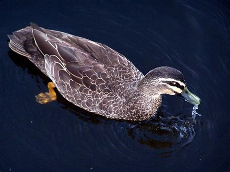 Mallard Carey Ann Flickr