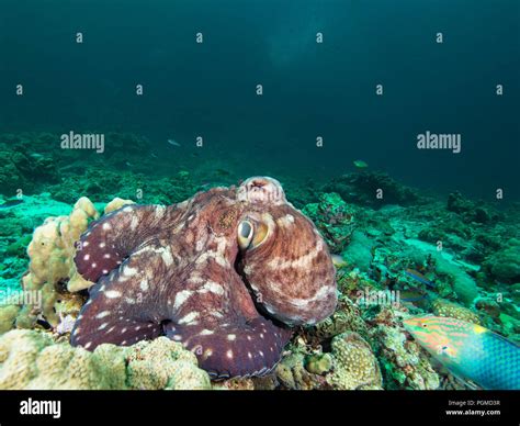 Octopus on a coral reef Stock Photo - Alamy