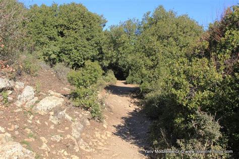 Travel | Flowers in Israel: Mount Meron Peak Trail