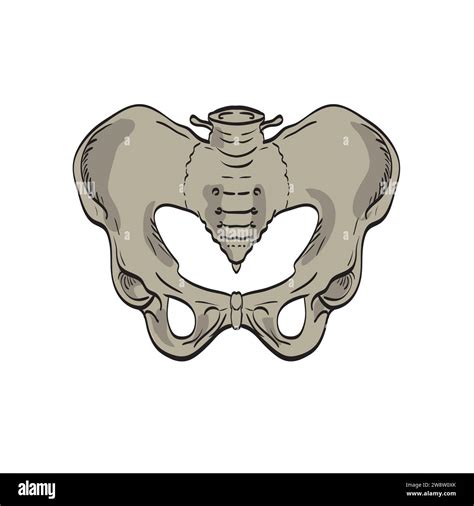 Medical Illustration Drawing Of The Sacroiliac Joints Linking The