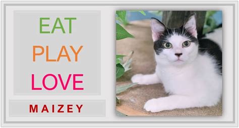 Livingston County Animal Shelter Adoption of the Week: Maizey – The ...