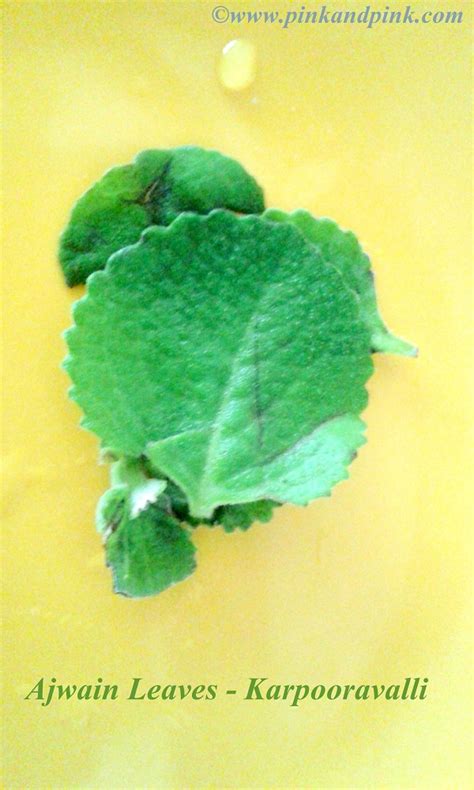 Karpooravalli | Omavalli | Ajwain Leaves Benefits for Cold and Cough ...