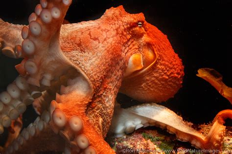 Giant Pacific Octopus | Photos by Ron Niebrugge