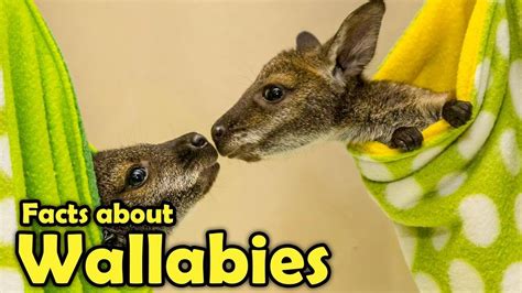 What Is A Wallaby Cute Facts About Wallabies Youtube