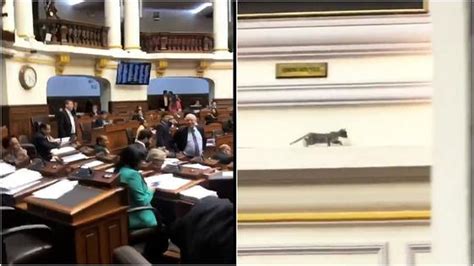 Gato En El Congreso Distrajo A Parlamentarios Durante Debate Sobre