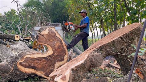 Incredible Logging Of Old Trembesi Trees Stihl Ms 881 Stihl Ms