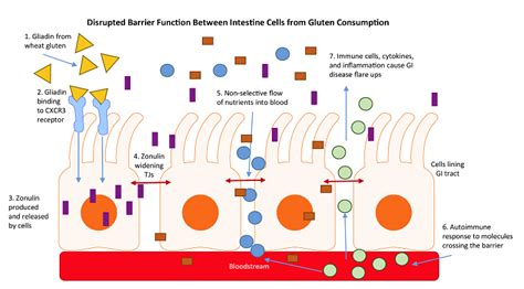 Re Zonulin A Regulator Of Epithelial And Endothelial Barrier Functions