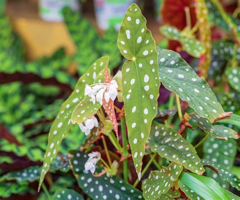 Best begonia varieties – 5 beautiful choices for…