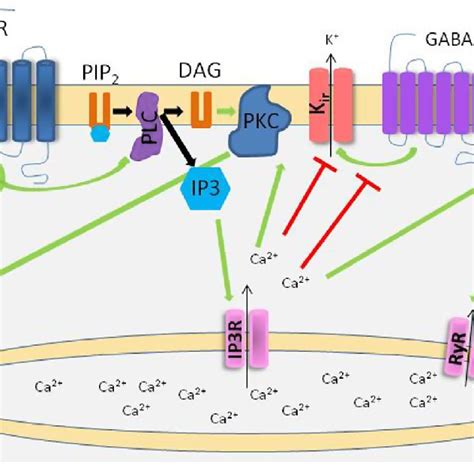 Schematic Representation Of The Intracellular Signaling Cascade