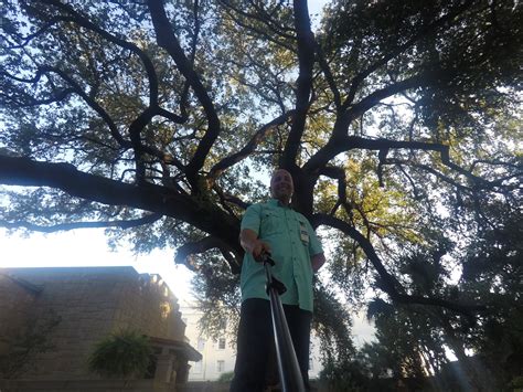 alamo tree 6