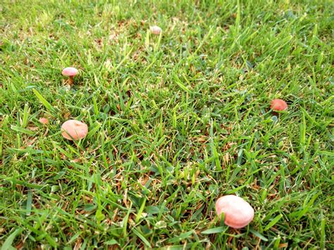 Misidentifying Fungi Portrait Of A Pink Mushroom Rugosomyces Carneus