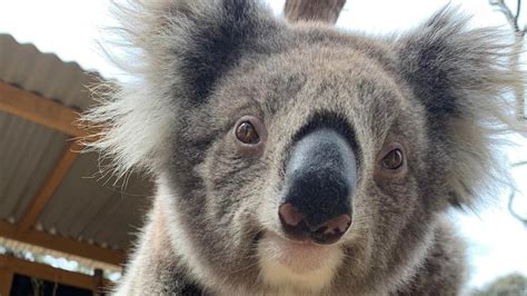 Zoos Victoria: Kyabram Fauna Park to become Victoria’s fourth zoo | The Advertiser