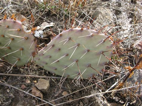 Opuntia Phaeacantha Cold Hardy Prickly Pear Cactus