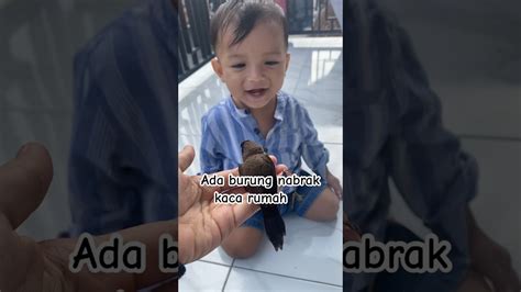 Ada Burung Yang Nabrak Kaca Rumah Ada Yang Tau Burung Apa Burung