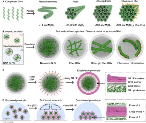 Overview Of Procedure To Construct Dna Cyto Or Exoskeletal Protocells