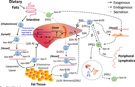 Figure 1 From The Role Of Pcsk9 In Lipid Metabolism And Its