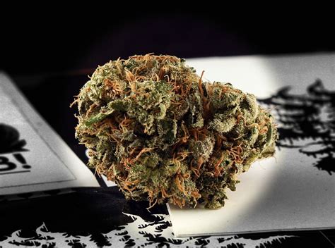 Stardawg Strain Review