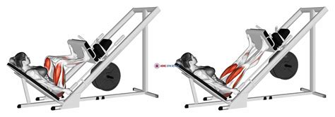 Sled 45 degrees Wide Stance Leg Press (female) - Home Gym Review