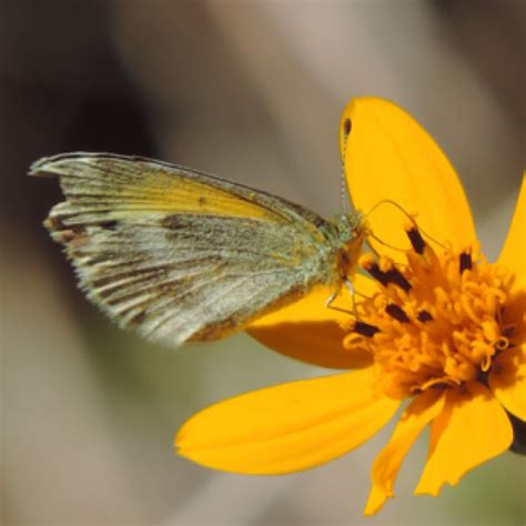 Dainty Sulphur Project Noah