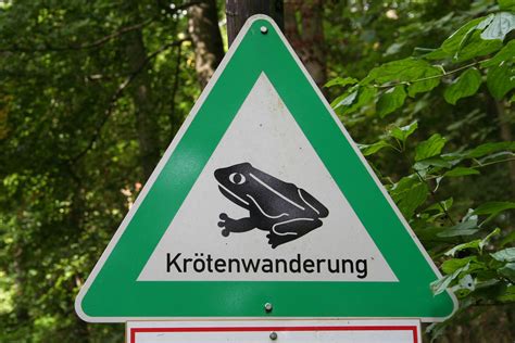 Krötenwanderung Melsungen Bartenwetzerstadt