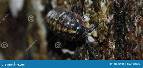 Pill Bug Armadillidiidae Royalty Free Stock Image