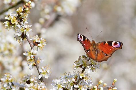 Spring Nature Butterfly Peacock Free Photo On Pixabay Pixabay