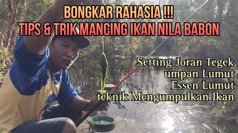 Cara Mancing Ikan Nila Babon Cara Mengumpulkan Ikan Nila Babon YouTube