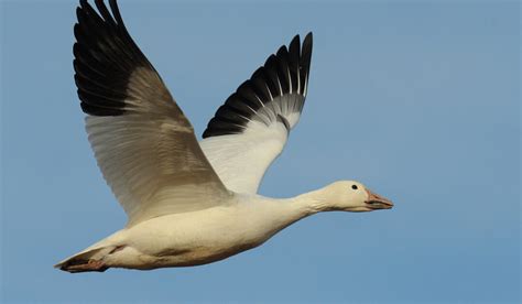 White Geese Breeds Farmhouse Guide