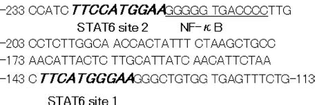 Location Of STAT6 And NF B Consensus Sequences In The P Selectin