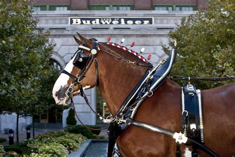 Horse Country Chic Purina Promotes And Protects The Budweiser Clydesdales