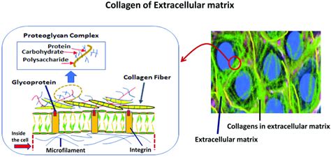 Collagen of extracellular matrix and its biology in invertebrates. The... | Download Scientific ...