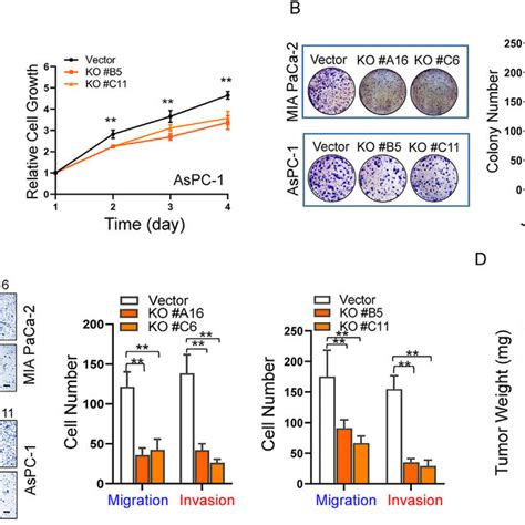 Effect Of LINC00901 KO On PDAC Cell Proliferation Invasion And Tumor