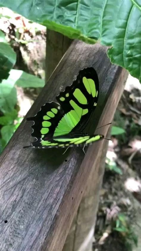 Pin de Adlih em Pins criados por você Fotos de borboletas Natureza