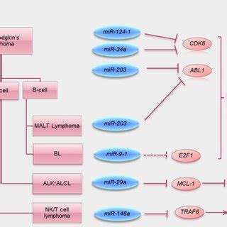 Summary Of Tumor Suppressive Functions Of Mirna Methylated In Lymphoma