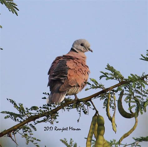 Red Collared Dove From 2m7mp88 Kowdenahalli Lake And Park Dr Ambedkar