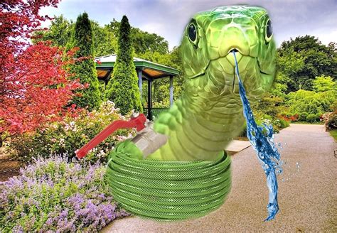 Snake Hybrids Garden Hose Snake Outdoor Outdoors A Snake Outdoor