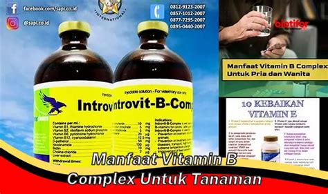 Temukan Manfaat Vitamin B Kompleks Untuk Tanaman Yang Perlu Anda