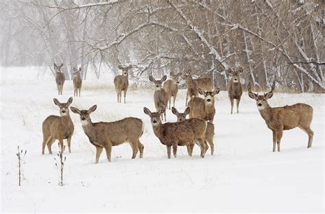 Deer Population Dynamics - BarrelBuddy