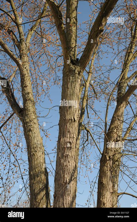 Acer Saccharinum Hi Res Stock Photography And Images Alamy