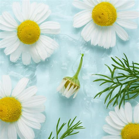 Chamomile Skin Care Benefits | California Pure Naturals