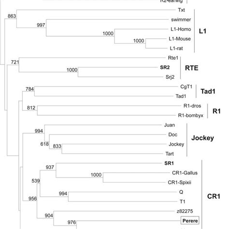 Phylogenetic Tree For The Rt Domains Of Non Ltr Retrotransposons The