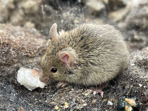 House Mouse Mus Musculus