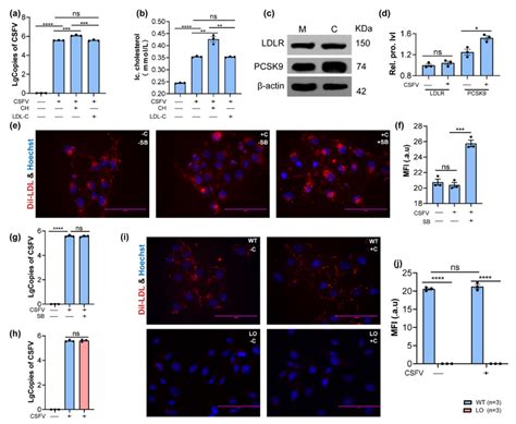 Pcsk Expression And Exogenous Cholesterol Uptake During Csfv