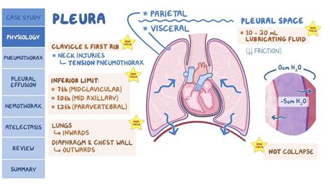 Pleural Effusion Pneumothorax Hemothorax And Atelectasis Pathology