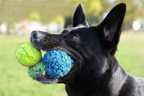 Browse — Welcome To Carmel Dog Shop