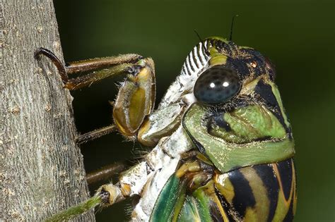 Cicadas | Songs of Insects