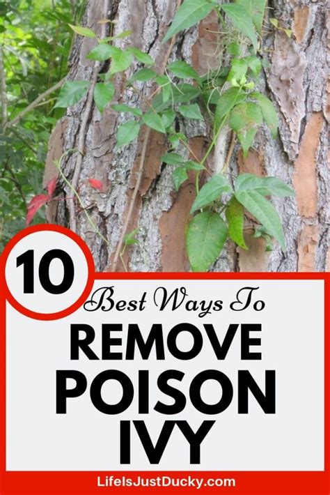 A Tree With The Words 10 Best Ways To Remove Poison Ivy