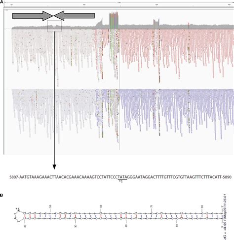 Frontiers Novel Multidrug Resistant Enterococcal Mobile Linear