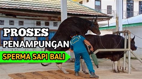 Proses Penampungan Semen Sperma Sapi Bali Untuk Inseminasi Buatan